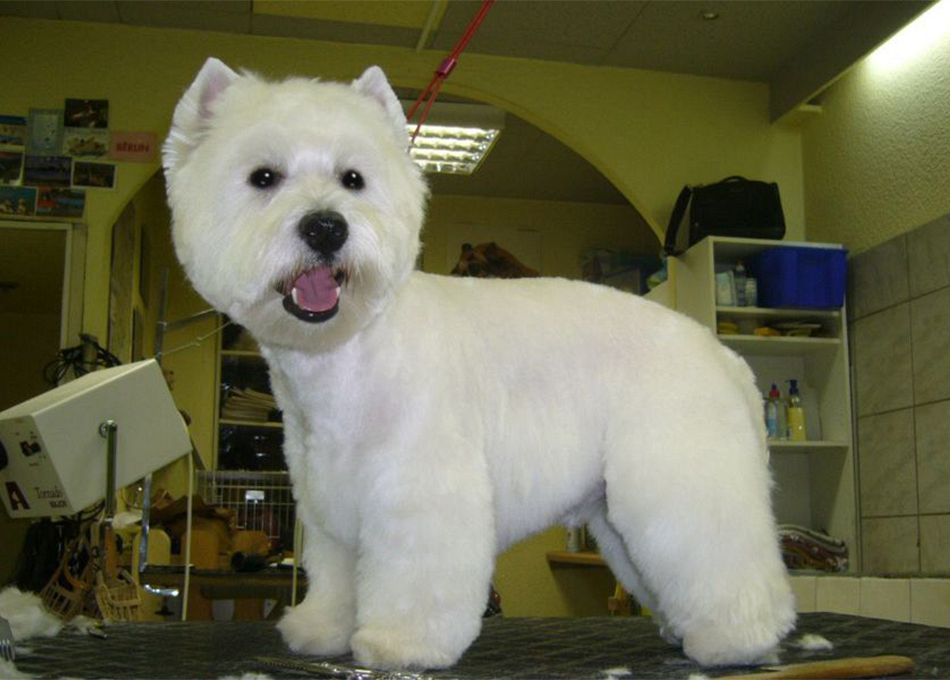 Hundesalon Müller